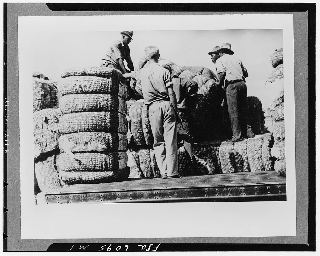 Loading cotton in Natchez, Mississippi, 1935